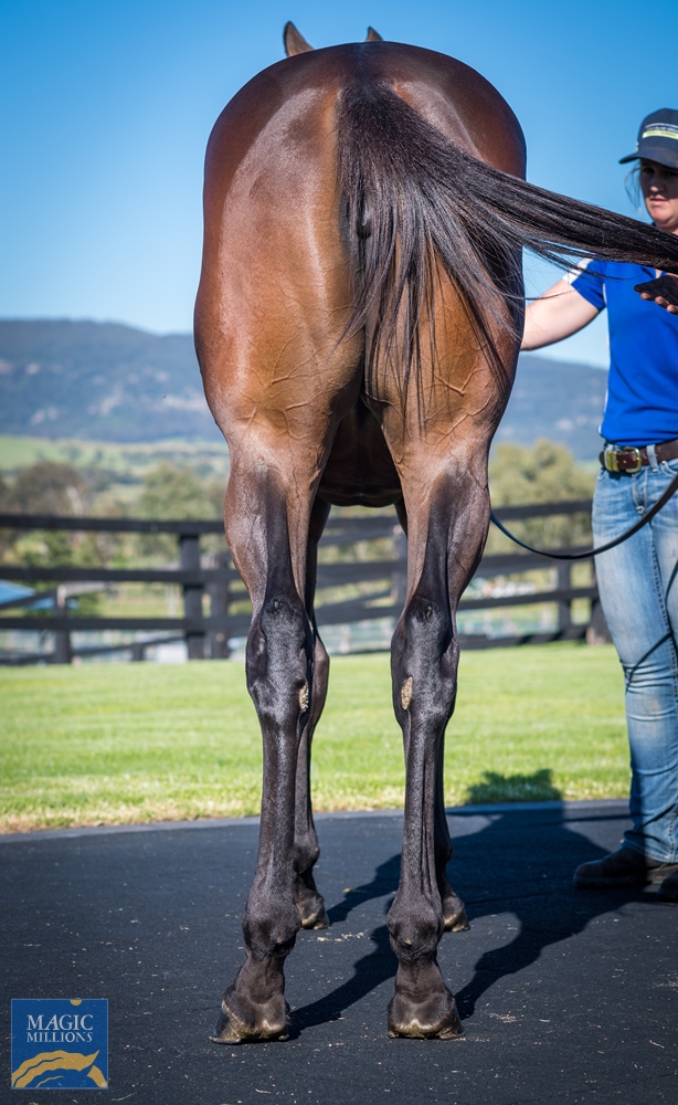 2022 Gold Coast Yearling Sale Lot 1043 No Nay Never USA Water 